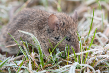 wild mouse