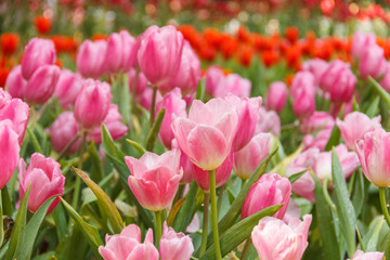 White-pink tulips in the garden