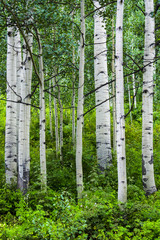 Summer Aspen