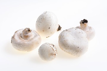 autumn mushrooms with white background and gray wooden table