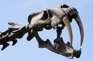 saber-toothed tiger © Vitezslav Halamka