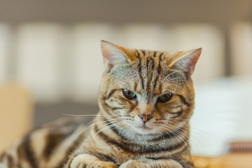 Cute American shorthair cat