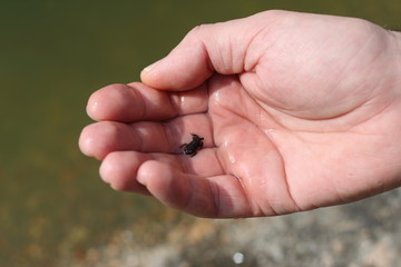 hand with a small frog
