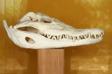 Photo sur Plexiglas Crocodile crocodile skull