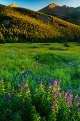 Wildflowers In Evening Light