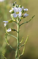 little white flowers of a collard green