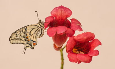farfalla macaone