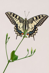 farfalla macaone