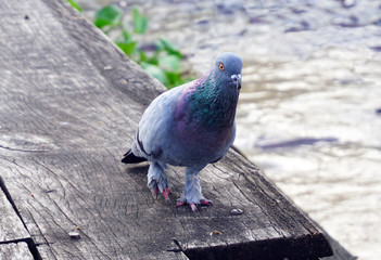 Pigeon grey. Beautiful pigeon close up. City birds. Pigeons of the Church. The bird view.