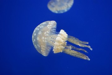 Naklejka na ściany i meble White spotted lagoon jellyfish