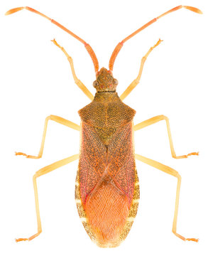 True bug Gonocerus acuteangulatus or box bug isolated on white background, dorsal view of insect.