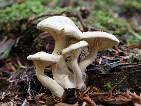 Clustered White Mushrooms