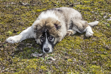 Fluffy Caucasian shepherd dog is lying on the ground