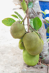 young jack fruit on tree in garden