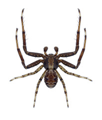 Spider Xysticus mongolicus on a white background