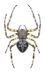 Spider Agalenatea redii on a white background