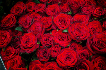 red rose flowers