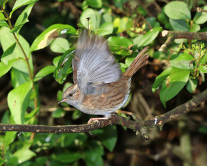 Close up of a Dunnock