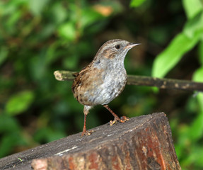 Close up of a Dunnock