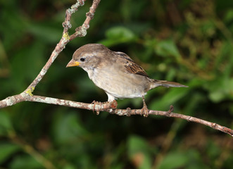 Close up of a female house sparrow