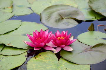 Seerose © mikebause