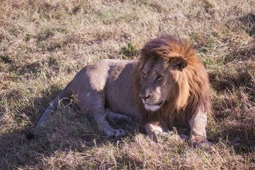 lion lying on the savannah in Masai Mara Kenya