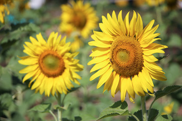 Obraz premium Close up of Big Yellow Sun flower 