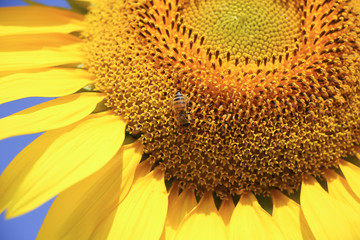 Close up of Big Yellow Sun flower 