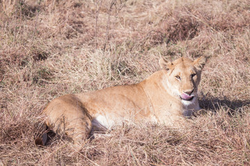 Lioness in Masai Mara Kenya