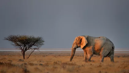 Foto auf Acrylglas  Last sun rays on elephant bull © Chris