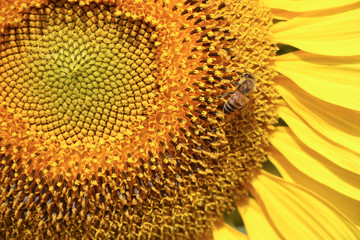 Close up of Big Yellow Sun flower 