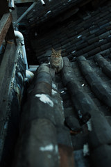 Cat on the roof in Lijiang Old Town located at Yunnan, China.