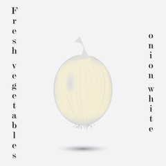 White onion isolated on white background fresh vegetables inscription art abstract creative modern vector