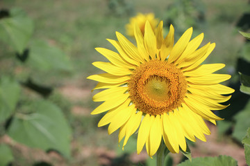 Close up of Big Yellow Sun flower 