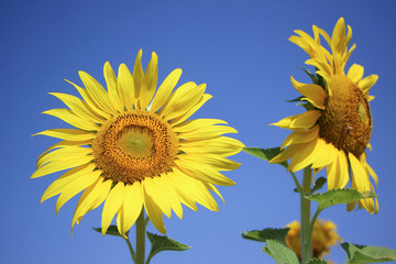 Close up of Big Yellow Sun flower 