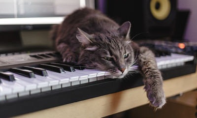 Chewie the cat has tired of making music