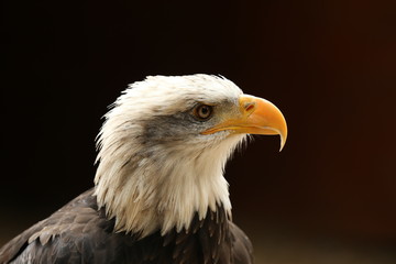 Portrait up of a Bald Eagle