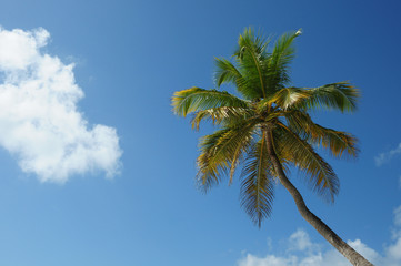 Palm Trees In Front Of Azure Skyline.