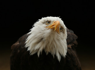 Portrait up of a Bald Eagle