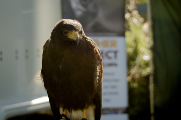 Perched Bird of Prey