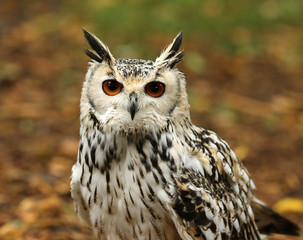 Portrait of an Eagle Owl