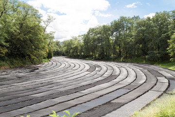 Generic wasabi agriculture plantation with protective shade alon