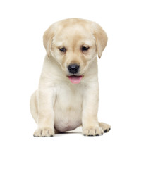 Puppy Labrador retriever looking