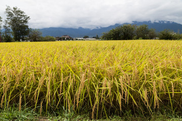 Golden yellow paddy rice field ready for harvest