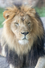 Fototapeta na wymiar Lion Face Closeup