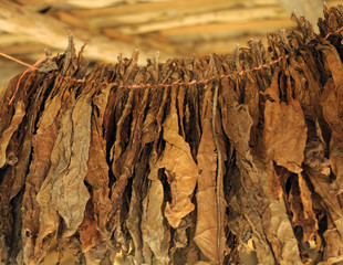 a cigar factory in the Dominican Republic. Tobacco leaves are dried under a canopy of palm leaves. photo toned.