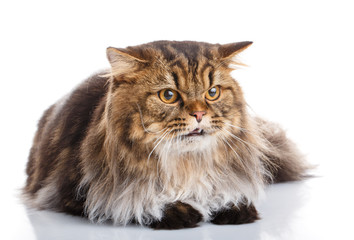 purebred cat on a white background