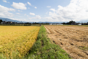 Fototapeta na wymiar Comparison between golden paddy rice against barren brown harves