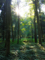 Obraz premium Forest