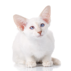 blue eye Siamese kitten, isolated on white